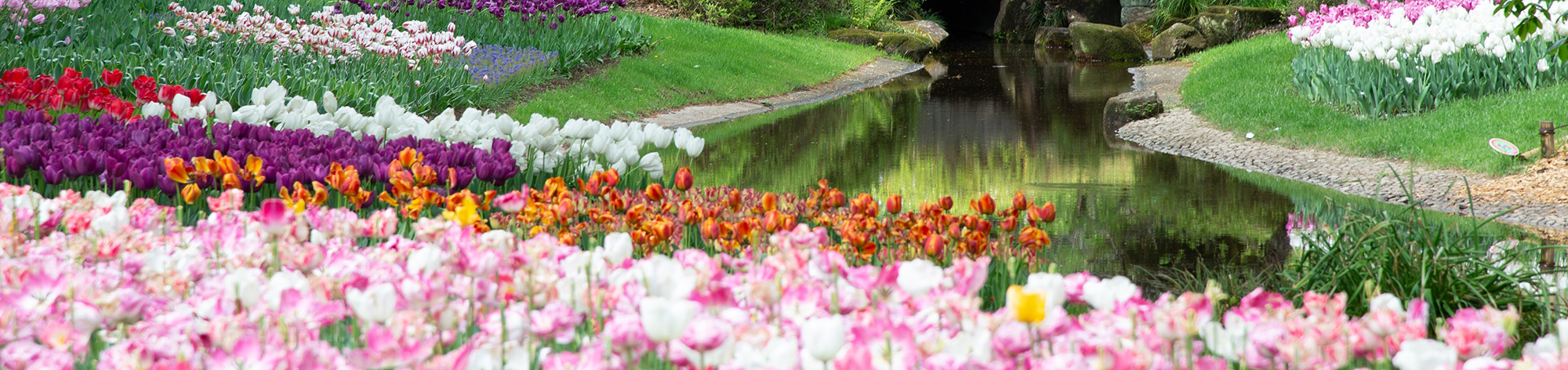 A vibrant garden scene featuring a variety of colorful tulips in shades of pink, purple, red, orange, and white. The flowers are arranged in neatly organized beds surrounding a calm, reflective pond, creating a serene and picturesque landscape.